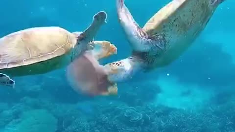 Turtle feast