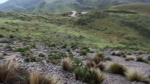 Fox in the mountains above Huancavelica, Peru