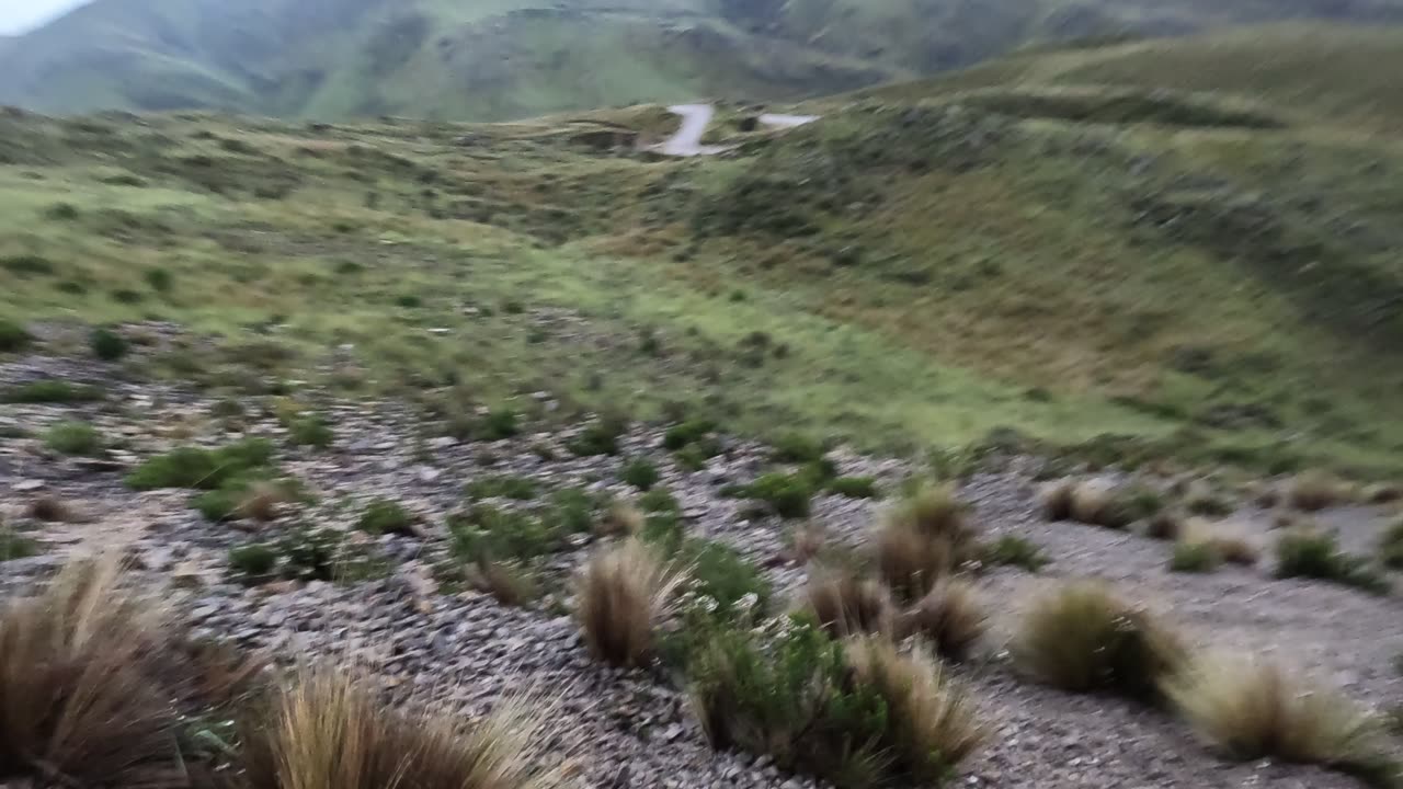Fox in the mountains above Huancavelica, Peru