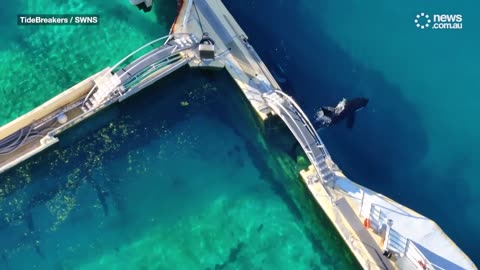 Abandoned orcas left in algae-infested pools - news.com.au