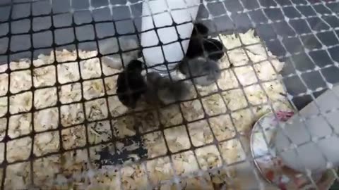 New Baby Chicks