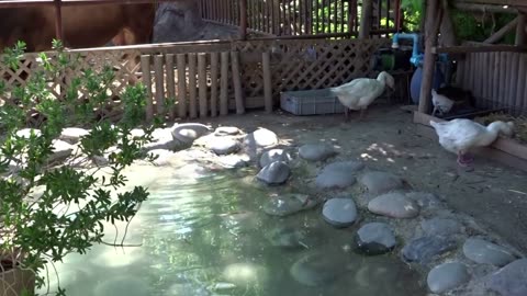 goose