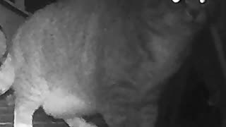 EA S175 - Momentarily Confused