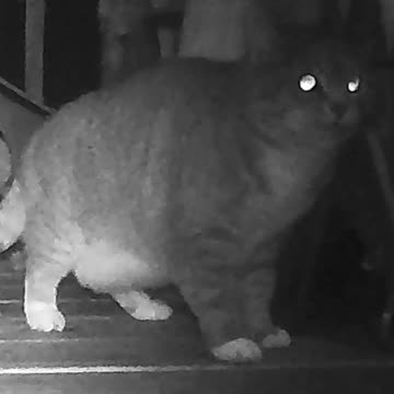 EA S175 - Momentarily Confused