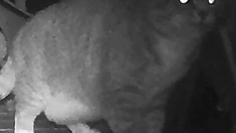 EA S175 - Momentarily Confused