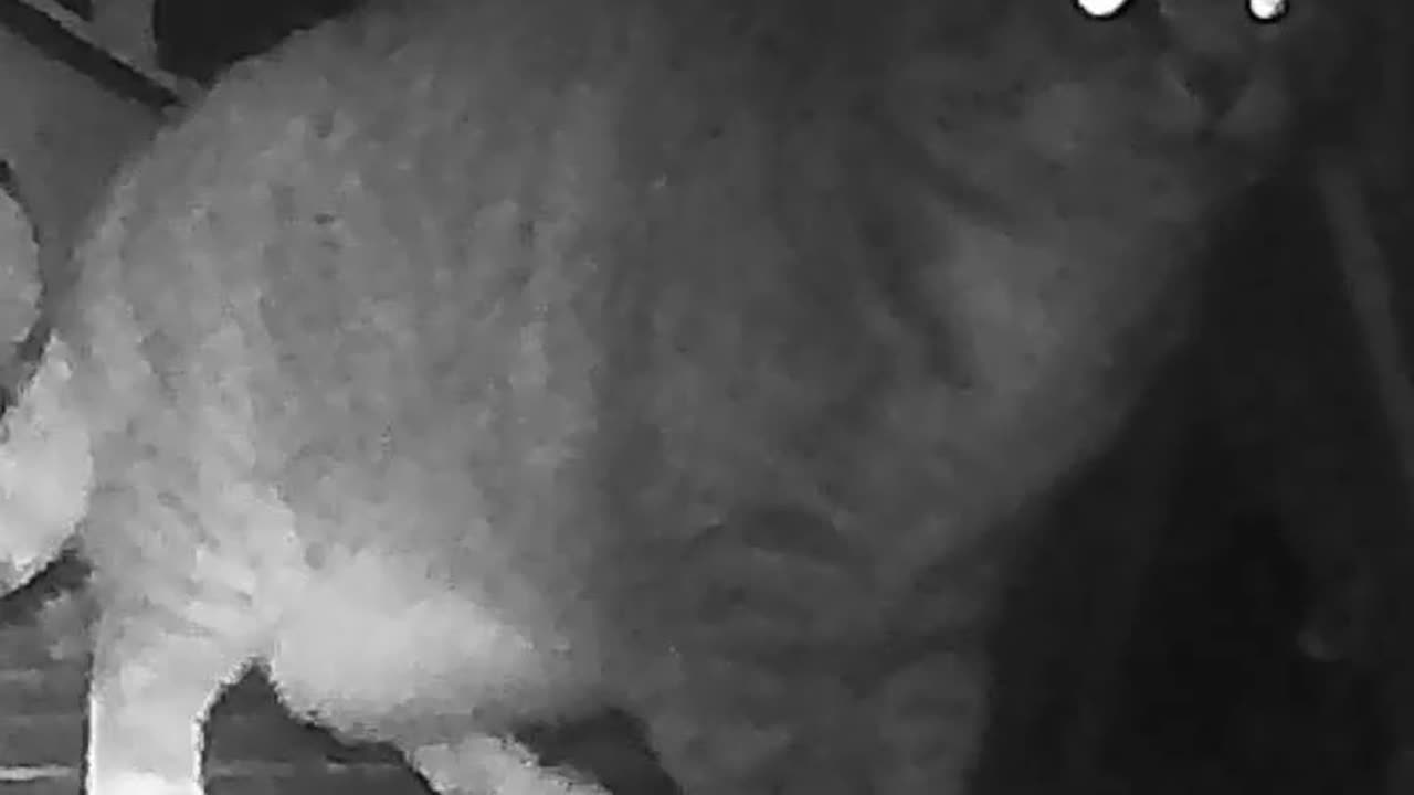 EA S175 - Momentarily Confused