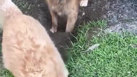 🤣😂 Bro Got a Mud Facial Against His Will! | FunFM