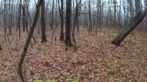 Sasquatch Research in Hinkley, Minnesota