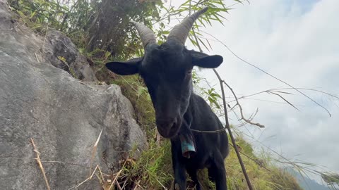 Mountain Coffee on the Ha Giang Loop in Vietnam