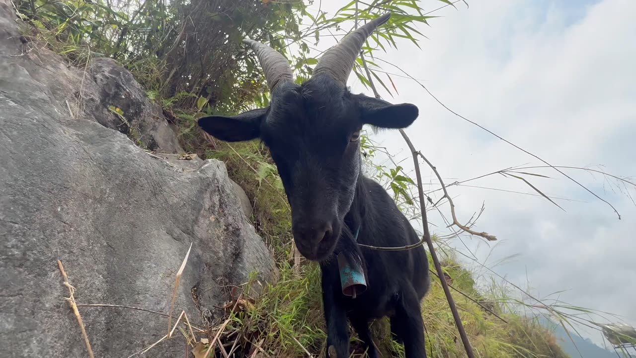Mountain Coffee on the Ha Giang Loop in Vietnam