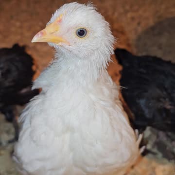 Little baby chickens are so adorable - Angel Wings & Friends @ OneMinuteChickens