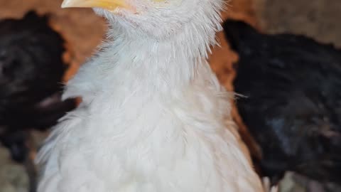 Little baby chickens are so adorable - Angel Wings & Friends @ OneMinuteChickens