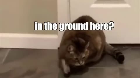 Animals Funny Video