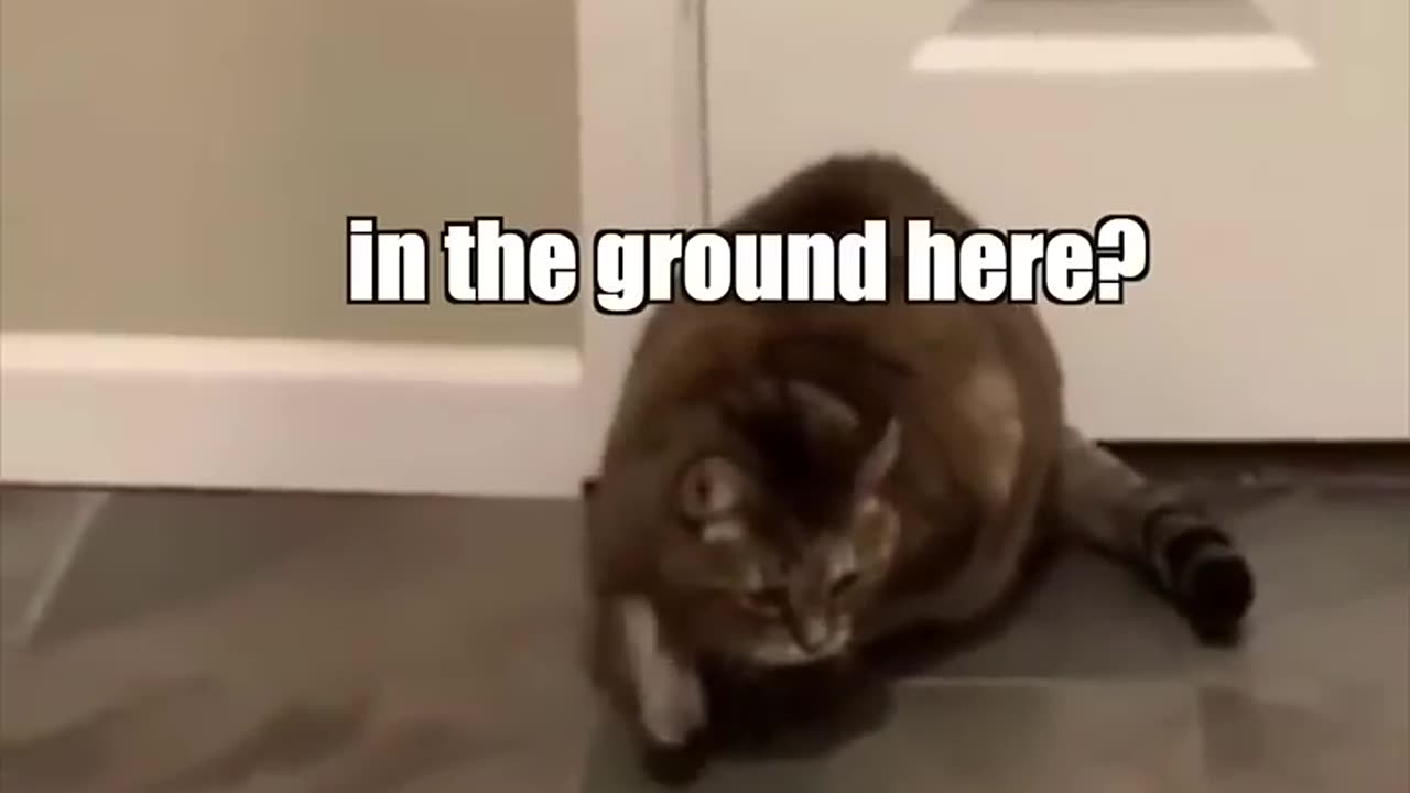 Animals Funny Video