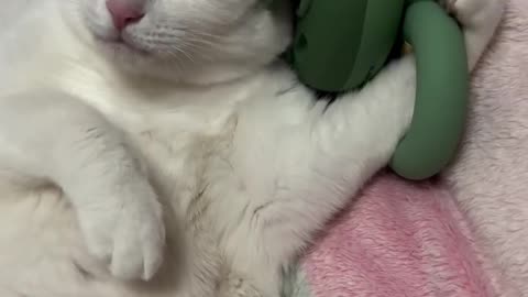 If you are watching this video, know that God has made you the guardian angel of a hungry cat💝