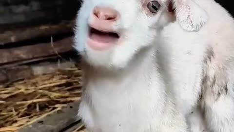 pets being funny