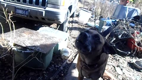 ME AND JOE THE TALKING DOG