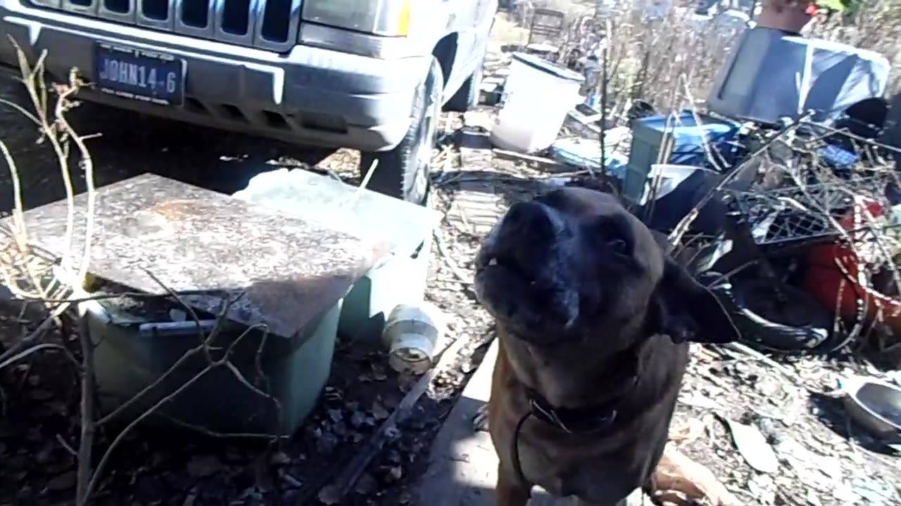 ME AND JOE THE TALKING DOG