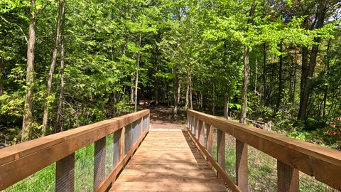 Boardwalk on a forest trail. Newly built for a spot always wet.