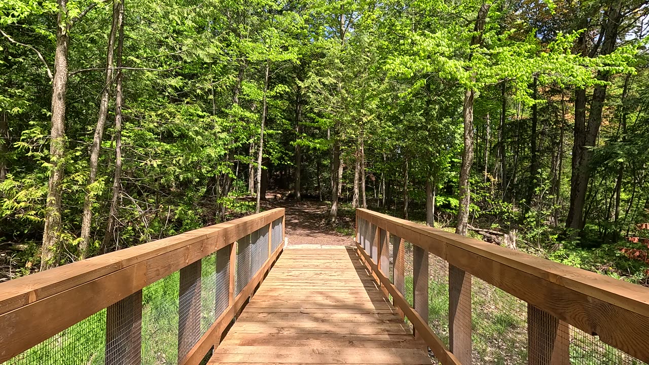 Boardwalk on a forest trail. Newly built for a spot always wet.