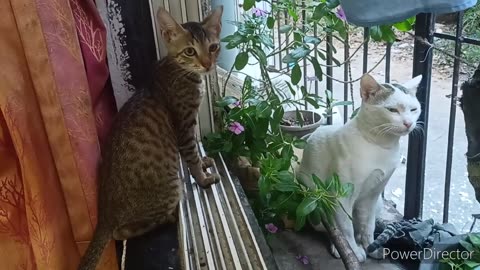 Adorable Kitty Plays with Big Cat Boy! Cute and Funny Cat Playtime. We adopted cats