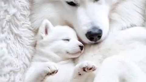 Samoyed Family's Magical Moment That Melts Millions of Hearts!