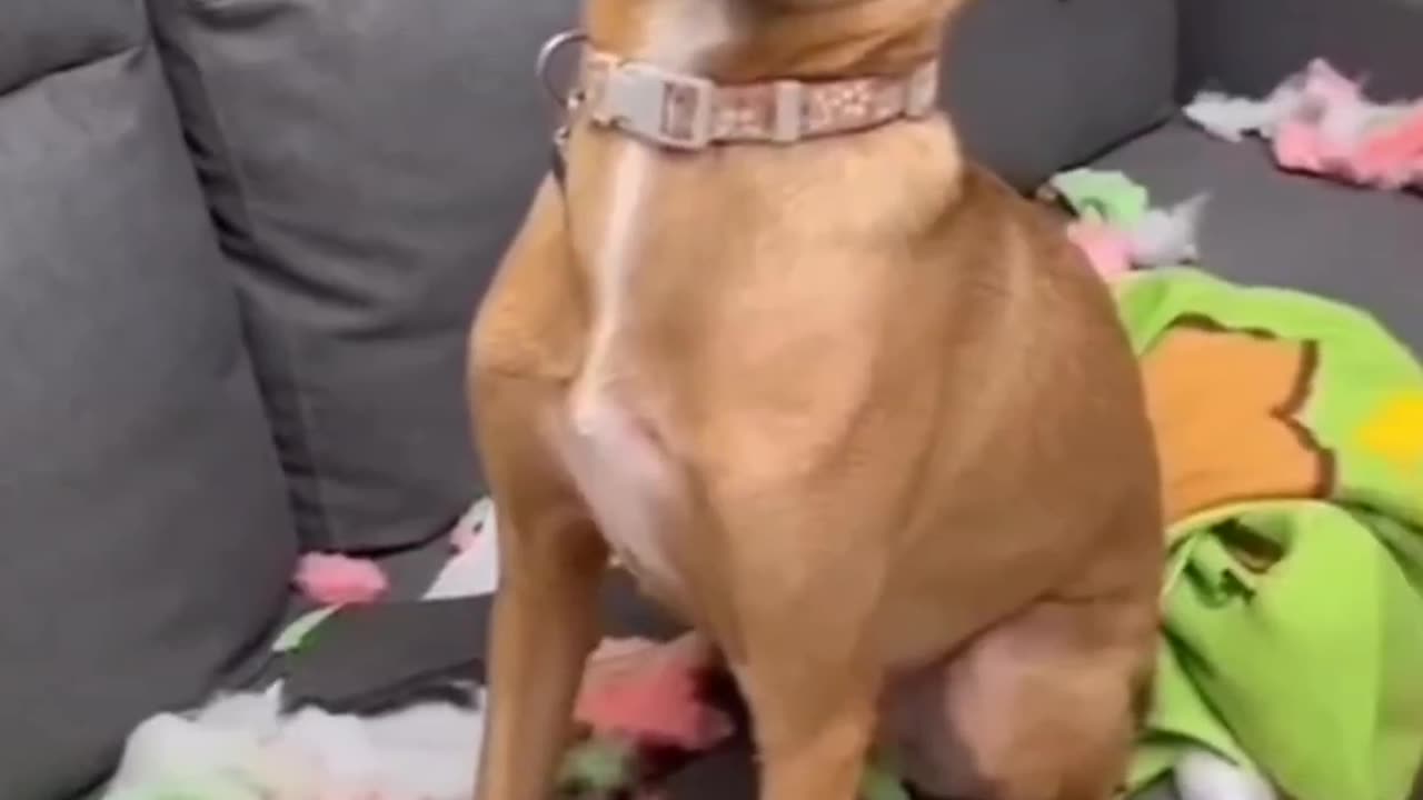 🐶❤️ Adorable & Hilarious Pets You’ll Love!