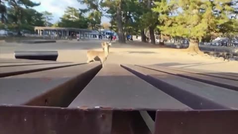 Hilarious Animals😂🤣 \\Part 1