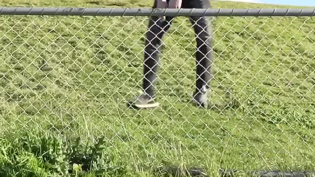 How Animals Get Over a Fence (With Emojis)😂