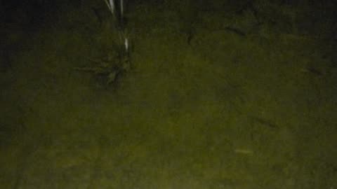 Fish in the pond again