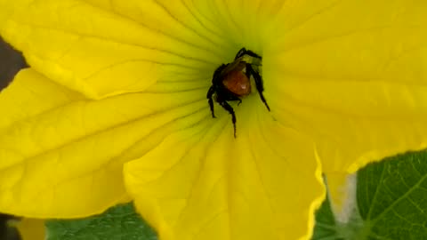 Nature and Animals