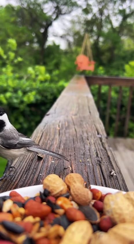 Bird feeder visitors