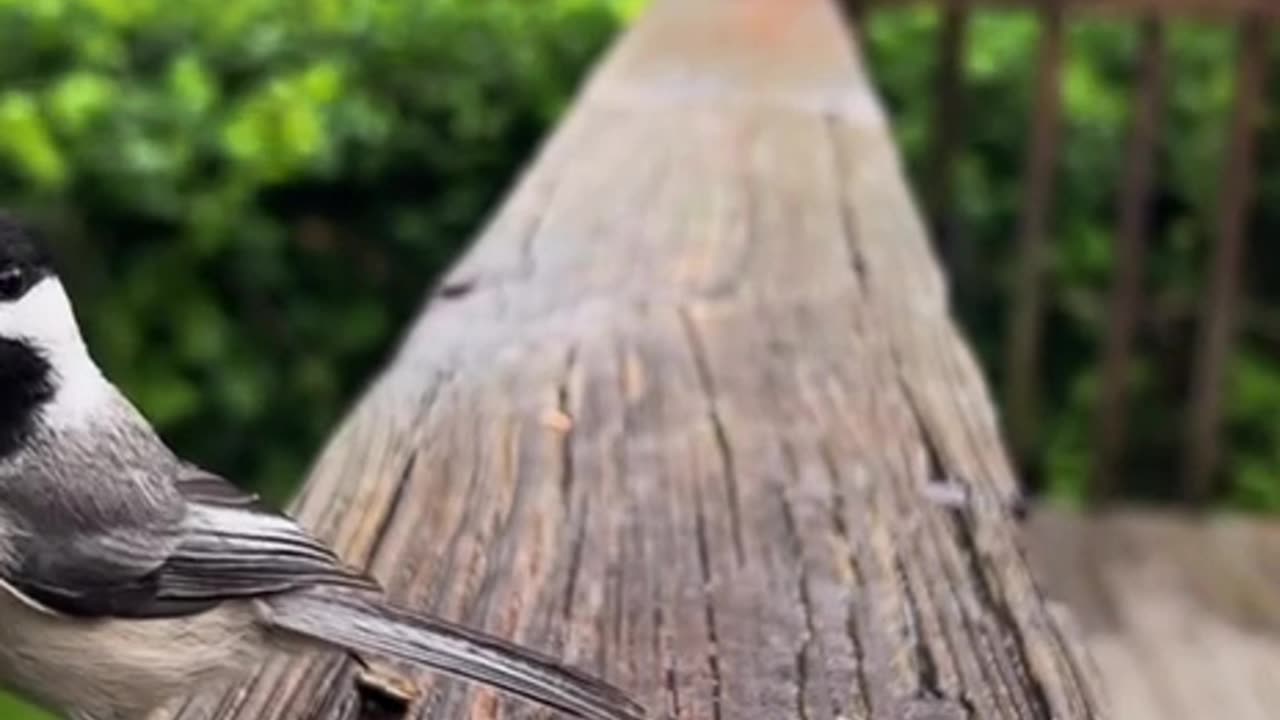 Bird feeder visitors