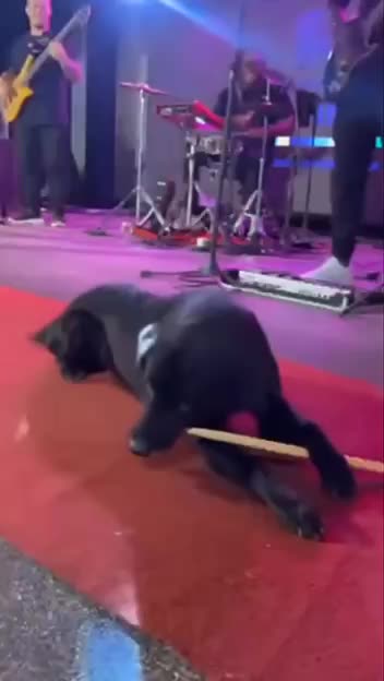 Dogs and their endless search for a stick