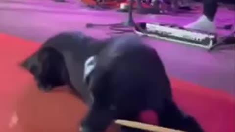 Dogs and their endless search for a stick
