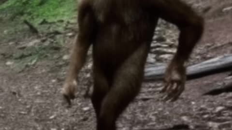 Yeti or Sasquatch on Trail Cam？ #shorts