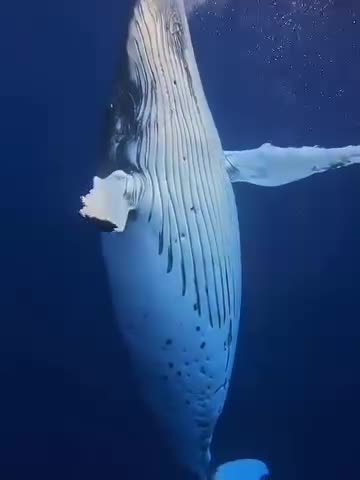 Hello whale!