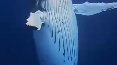 Hello whale!