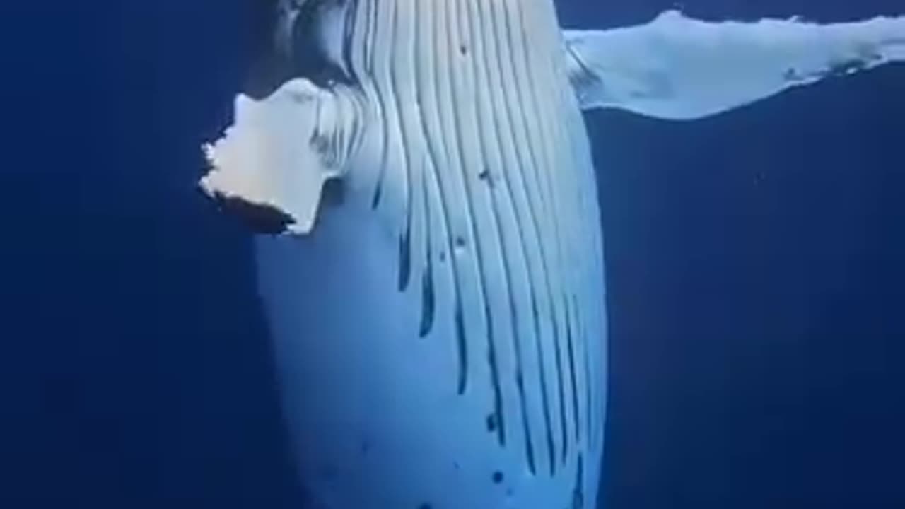 Hello whale!