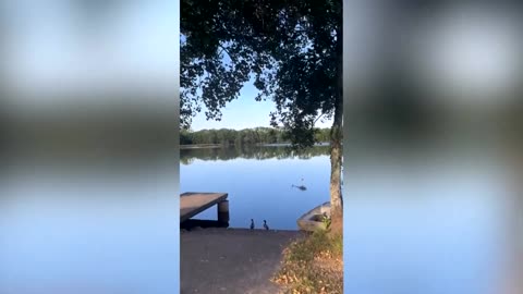 Firefighting helicopter crashes into pond in France