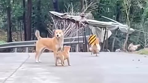 funny animal videos😁🤣😁🤣😁🤣