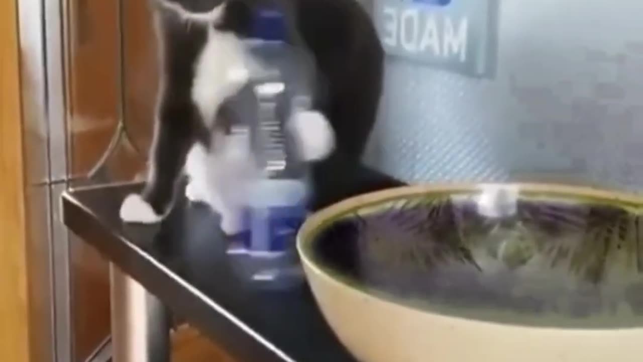 Purr-fect Laughs | Funny Pet Adventures 🎭💖