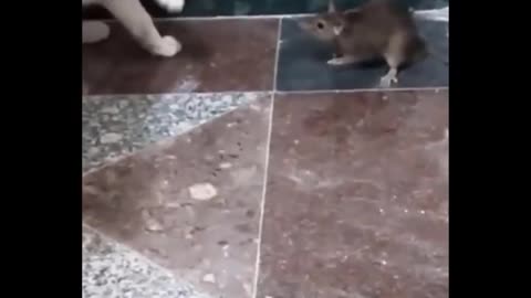 funny video