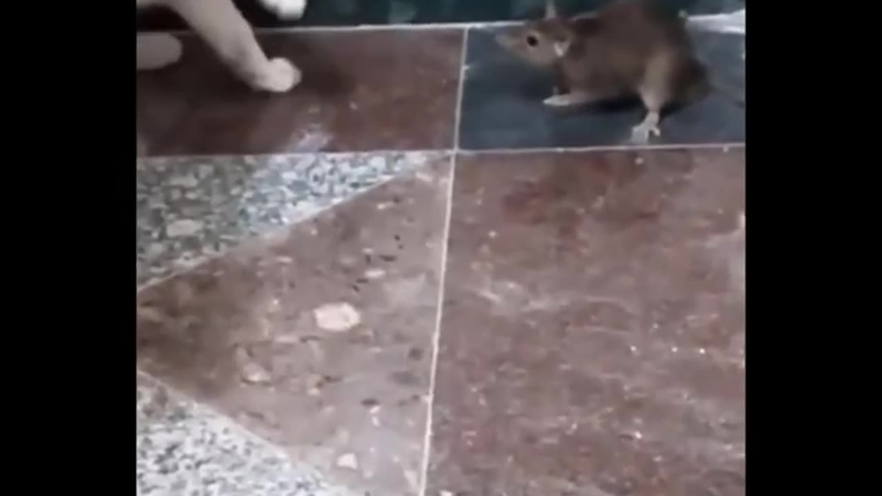 funny video