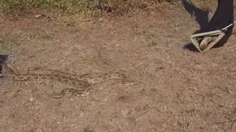 Most Heroic Animal Rescues Caught on Camera
