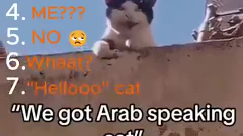 Top 7 the FUNNIEST Cat Brain