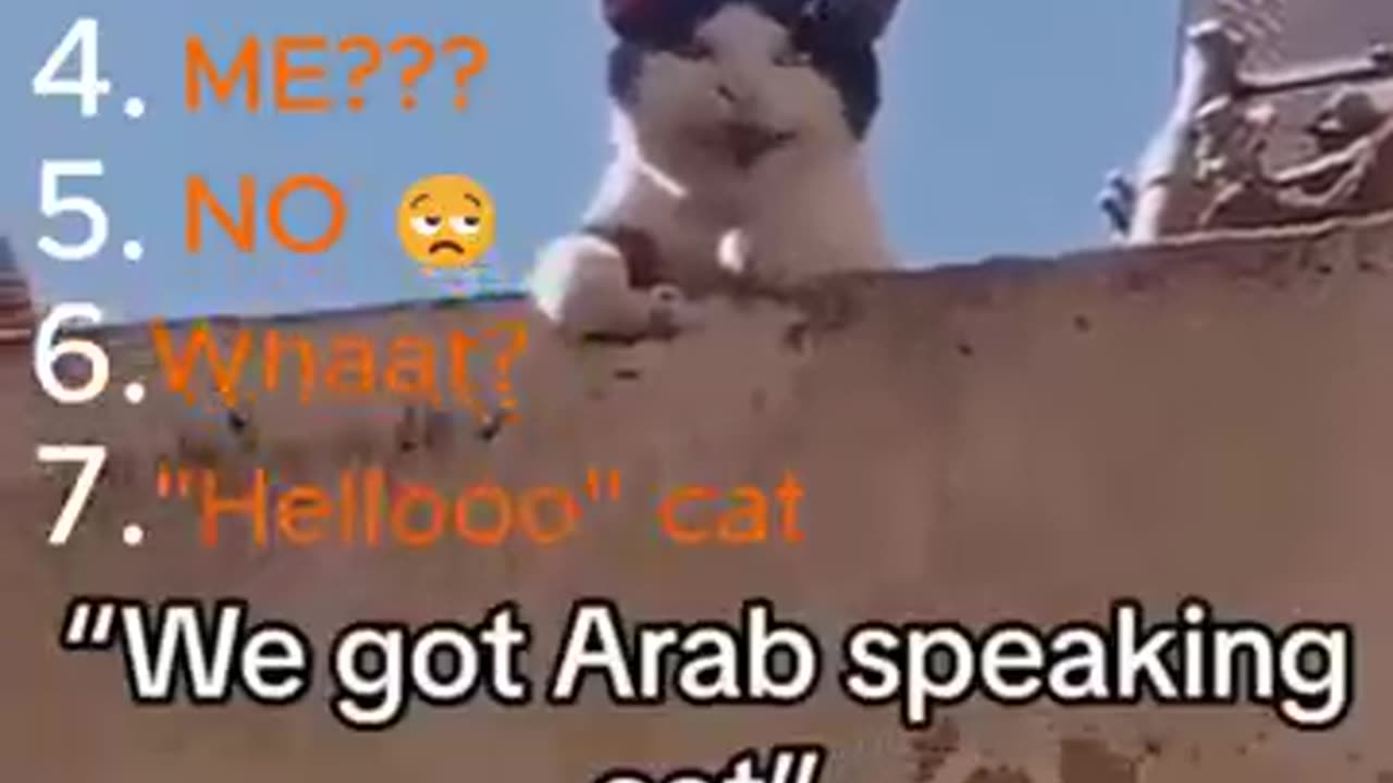 Top 7 the FUNNIEST Cat Brain