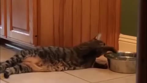 Cats vs Water!