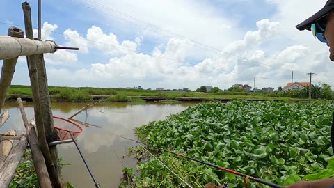 Bluegill Basics Fun Facts for Anglers
