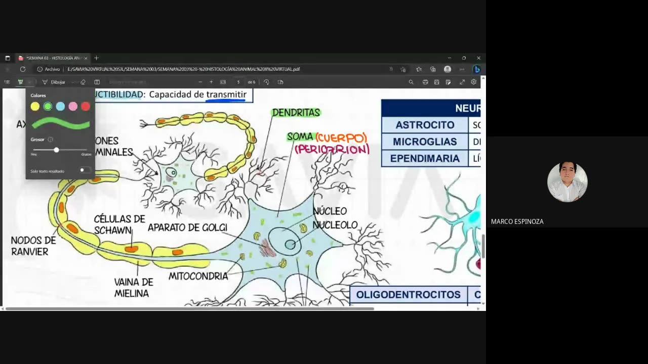 SAVIA SEMIANUAL 2024 | Semana 03 | Anatomía S2